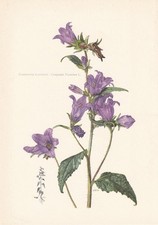 1960 nettle leaved for sale  BIDEFORD