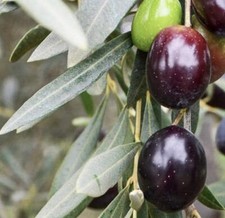 Olea europea moratina usato  Napoli