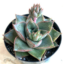 Echeveria purpusorum comes for sale  San Marcos