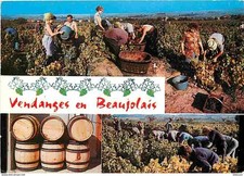 Vignes vendanges beaujolais d'occasion  Fruges