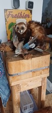 Marder ausgestopft tierpräpar gebraucht kaufen  Groß-Umstadt