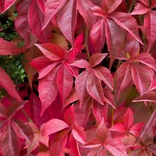 Parthenocissus quinquefolia vi for sale  GLASGOW