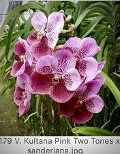 Kultana pink two for sale  Bonita Springs