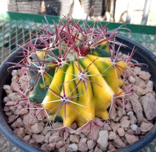 Ferocactus bright red for sale  North Las Vegas