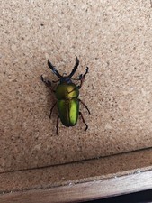 Insect taxidermy jewel for sale Insect taxidermy jewel for sale  HAVERHILL