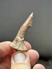 Onchopristis fossil fish for sale  MATLOCK