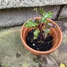 Holly tree evergreen for sale Holly tree evergreen for sale  CLITHEROE