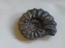 Conchiglia fossile ammonite usato  Piombino