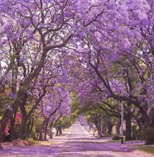 Jacaranda purple tree for sale  Pittsburgh
