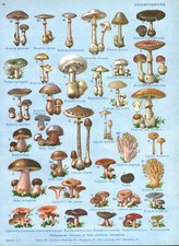 Document ancien botanique d'occasion  France