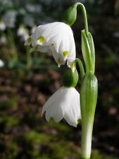 Leucojum vernum var for sale  CAMBRIDGE