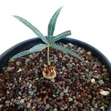 Cycas chevalieri vicino usato  Napoli