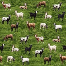 Goats galore cotton for sale  Blanchard