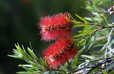 Callistemon rigidus citrinus for sale  CREWE