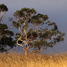 Eucalyptus brevifolia 20 for sale  Manassas