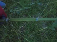 Bamboo plants live for sale  Daytona Beach