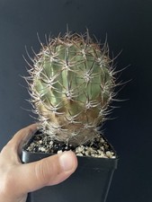 Cactus eriosyce punitaqui d'occasion  Aire-sur-l'Adour
