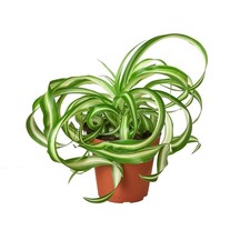 Spider plant bonnie for sale  Old Town
