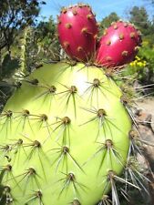 Opuntia oricola rare for sale  Miami