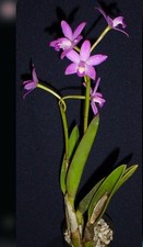 Cattleya laelia rupestris for sale  San Francisco
