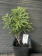 Emerald green arborvitae for sale  Martin