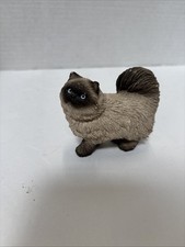 himalayan cat for sale himalayan cat for sale Rocklin