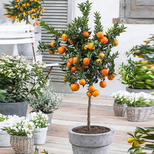 Valencia orange tree for sale  Saylorsburg