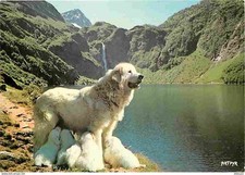 Animals dogs pyrenees d'occasion  Expédié en Belgium