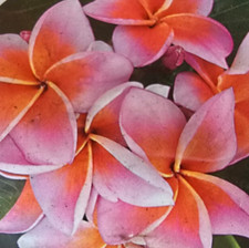 Frangipani plumeria mistique gebraucht kaufen  Pfaffenhofen a.d.Ilm