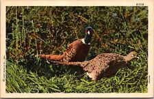 Postcard linen pheasants for sale  Chandler