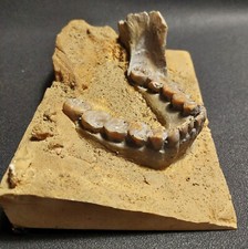 Prehistoric antique resin d'occasion  Expédié en Belgium