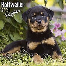 Rottweiler puppies rottweiler gebraucht kaufen  Berlin