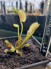 Venus fly trap for sale  LONDON