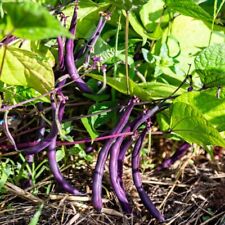 Haricots nain purple d'occasion  Luzech
