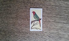 Noddy budgie feathered for sale Noddy budgie feathered for sale  ILKLEY