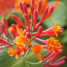 Lonicera dropmore scarlet for sale  Jasper