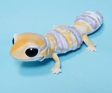 african fat tailed gecko for sale african fat tailed gecko for sale Fresno