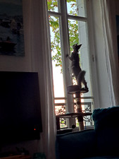 Arbre chat gris d'occasion  Toulon-