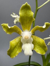 Vanda tessellata 'Alba' na sprzedaż  Wysyłka do Poland