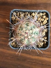 Thelocactus bicolor pot usato  Valdastico