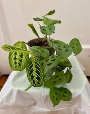 Maranta leuconeura lemon for sale  Brooklyn
