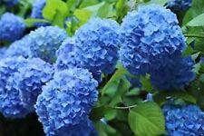 Blue hydrangea bushes for sale  Tazewell