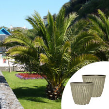 Phoenix canariensis palm for sale  PETERBOROUGH
