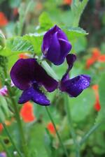 Flower sweet pea for sale  WREXHAM