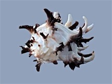Muricidae chicoreus chicoreum usato  Roma