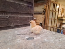 Buff orpington round for sale  HULL