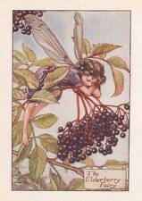 Flower fairies elderberry for sale  MOLD