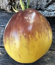 Pomodoro russo bluz usato  Spedire a Italy