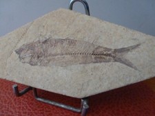 Poisson fossile identifier d'occasion  Toulon-