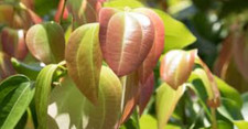 Large ceylon cinnamon for sale  Orlando